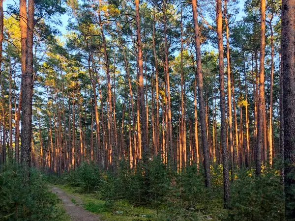 202309160-36 - Kiefernwald bei Wendisch Rietz, Seenland Oder-Spree, Brandenburg, Deutschland