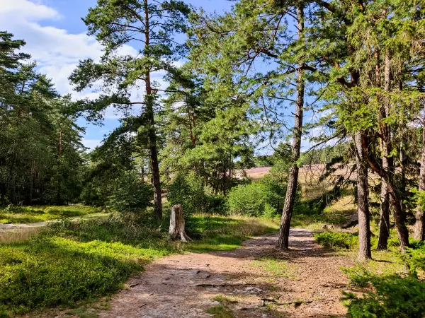 202308140-12 - Kiefernwald in der Misselhorner Heide bei Hermannsburg, Lüneburger Heide, Niedersachsen, Deutschland