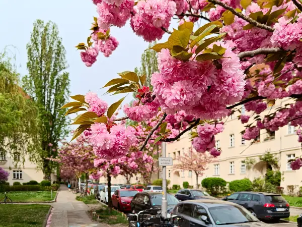 202404090-31 - Kirschblüte an den Ceciliengärten in Friedenau, Berlin, Deutschland