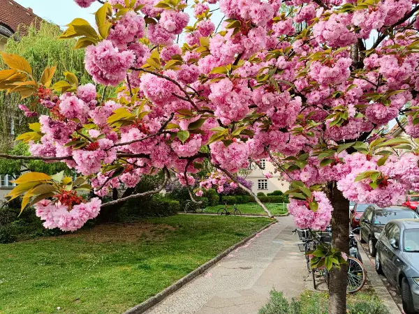 202404090-32 - Kirschblüte an den Ceciliengärten in Friedenau, Berlin, Deutschland