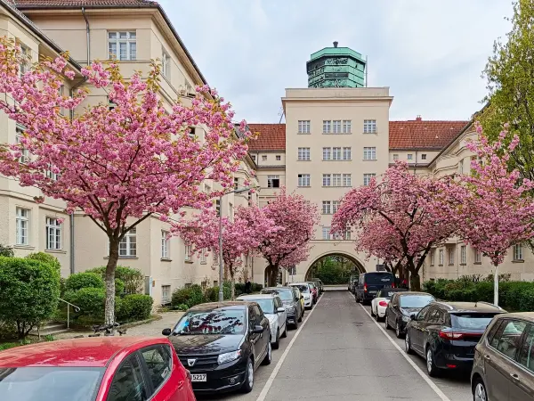 202404090-33 - Kirschblüte an den Ceciliengärten in Friedenau, Berlin, Deutschland