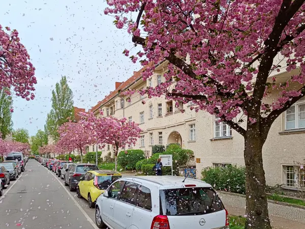 202404090-34 - Kirschblüte an den Ceciliengärten in Friedenau, Berlin, Deutschland