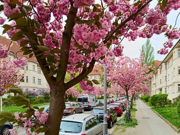 202404090-35 - Kirschblüte an den Ceciliengärten in Friedenau, Berlin, Deutschland
