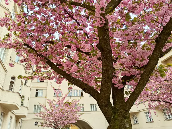 202404090-36 - Kirschblüte an den Ceciliengärten in Friedenau, Berlin, Deutschland