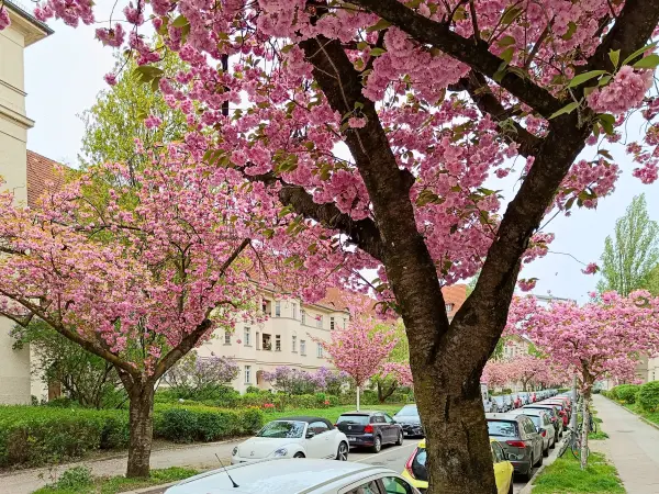 202404090-38 - Kirschblüte an den Ceciliengärten in Friedenau, Berlin, Deutschland