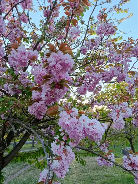 202604300-05 - Kirschblüte bei Teltow, Potsdam, Brandenburg, Deutschland