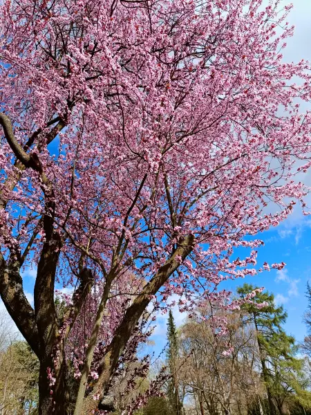 202604060-16 - Kirschblüte im Botanischen Volkspark Blankenfelde, Berlin, Deutschland