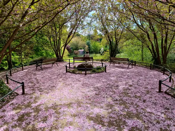 202604280-08 - Kirschblüte im Rombergpark in Dortmund, Ruhrgebiet, Nordrhein-Westfalen, Deutschland