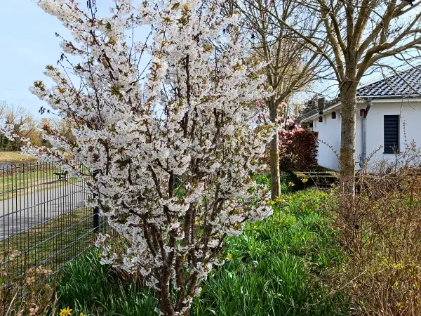 202604040-18 - Kirschblüte in Neukölln, Berlin, Deutschland