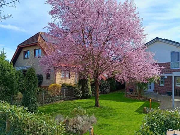 202604040-26 - Kirschblüte in Treptow, Berlin, Deutschland