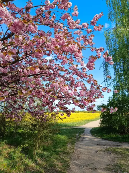 202604300-01 - Kirschblüte und Rapsfeld bei Teltow, Potsdam, Brandenburg, Deutschland