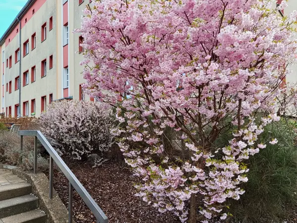 202604040-03 - Kirschblüten in Steglitz, Berlin, Deutschland