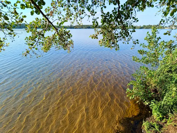 202408260-33 - Klares Wasser im Bergwitzsee, Anhalt-Dessau-Wittenberg, Sachsen-Anhalt, Deutschland