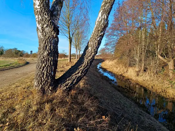 202512150-15 - Kleine Elster in Doberlug-Kirchhain, Elbe-Elster-Land, Brandenburg, Deutschland