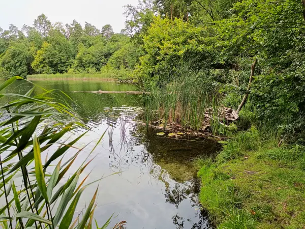 202508020-30 - Kleiner Däbersee bei Waldsieversdorf, Märkische Schweiz, Seenland Oder-Spree, Brandenburg, Deutschland