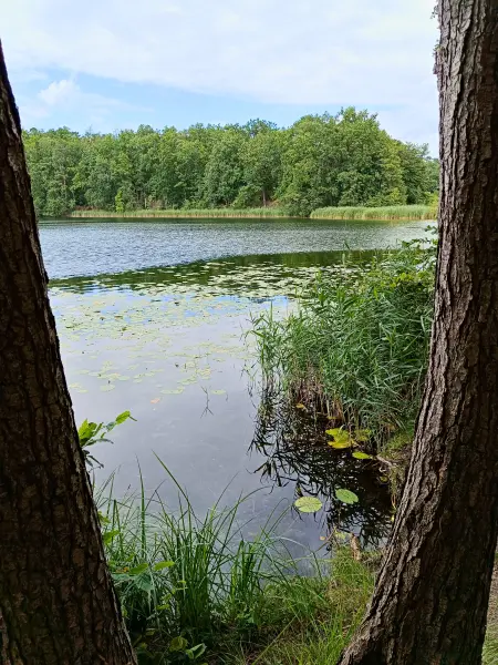 202508020-33 - Kleiner Däbersee bei Waldsieversdorf, Märkische Schweiz, Seenland Oder-Spree, Brandenburg, Deutschland