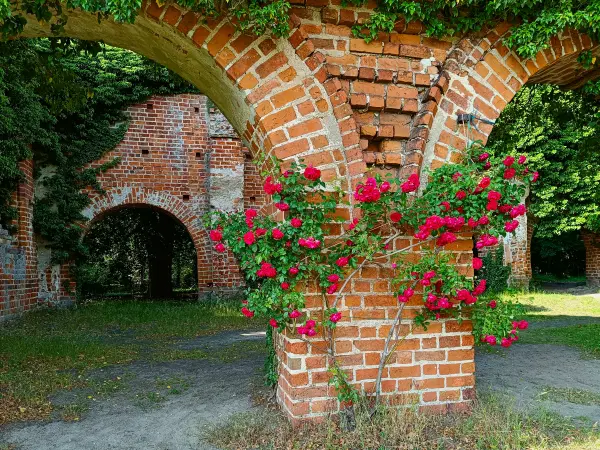 202506110-41 - Klosterruine in Himmelpfort, Ruppiner Seenland, Brandenburg, Deutschland