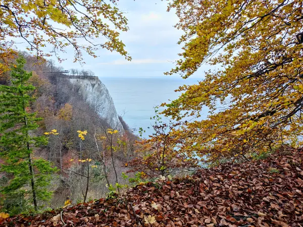 202311070-52 - Königsstuhl an der Kreideküste im Nationalpark Jasmund, Rügen, Mecklenburg-Vorpommern, Deutschland