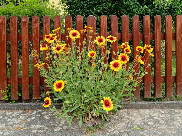 202506070-06 - Kokardenblume an einem Gartenzaun in Pankow, Berlin, Deutschland