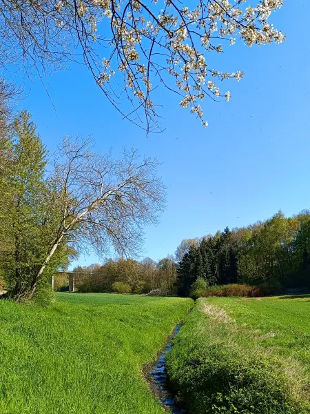 202604220-41 - Krebsbach bei Breitenbenden, Eifel, Nordrhein-Westfalen, Deutschland