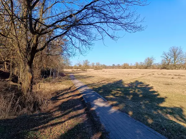 202603030-15 - Kreuzbergwiesen an der Mulde in Dessau, Anhalt-Dessau-Wittenberg, Sachsen-Anhalt, Deutschland