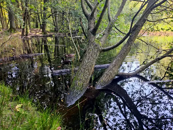 202308190-02 - Krötenteich in der Fischbeker Heide, Hamburg, Deutschland