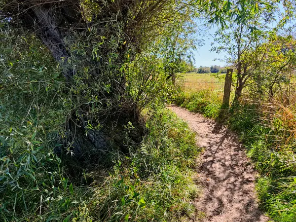 202309060-16 - Küstenweg bei Fliemstorf, Mecklenburgische Ostseeküste, Mecklenburg-Vorpommern, Deutschland