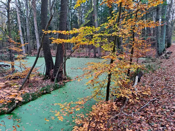 202311180-19 - Kuhlake im Spandauer Forst, Berlin, Deutschland
