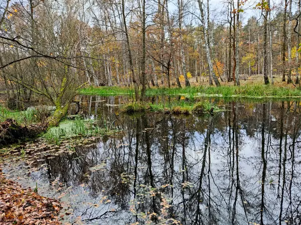 202311180-20 - Kuhlake im Spandauer Forst, Berlin, Deutschland
