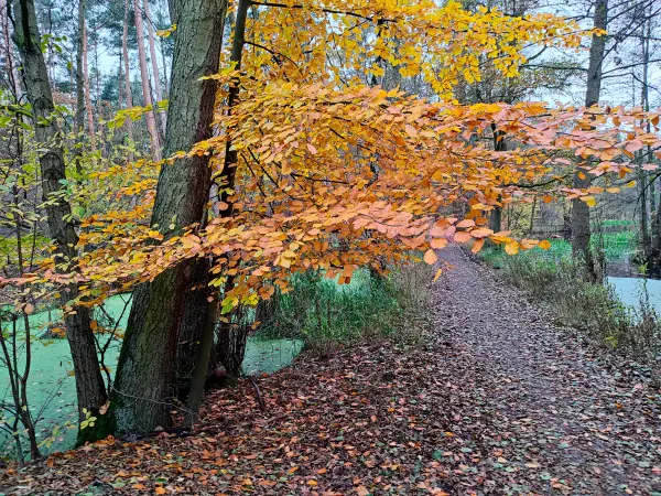 202311180-23 - Kuhlake im Spandauer Forst, Berlin, Deutschland