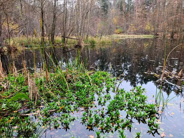 202311180-25 - Kuhlake im Spandauer Forst, Berlin, Deutschland