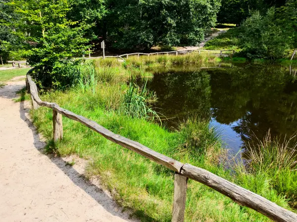 202308190-32 - Kuhteich in der Fischbeker Heide, Hamburg, Deutschland