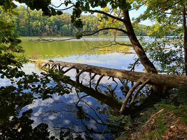 202509210-14 - Langesee im Schlaubetal, Seenland Oder-Spree, Brandenburg, Deutschland
