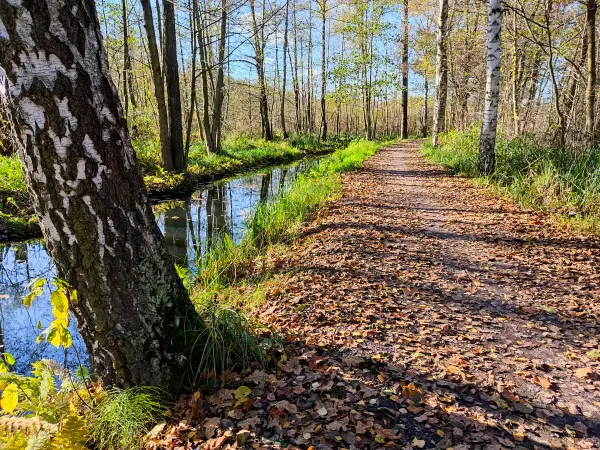 202311040-20 - Leiper Weggraben bei Lehde, Spreewald, Brandenburg, Deutschland