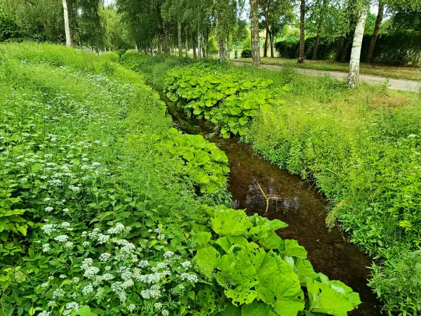 202606100-02 - Linde in Neubrandenburg, Mecklenburgische Seenplatte, Mecklenburg-Vorpommern, Deutschland