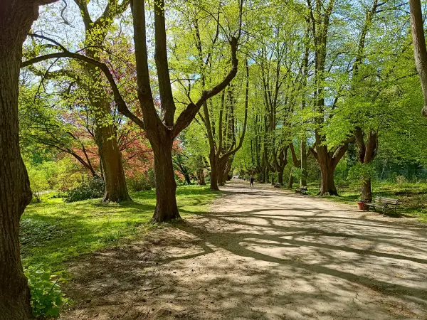 202604280-02 - Lindenallee im Rombergpark in Dortmund, Ruhrgebiet, Nordrhein-Westfalen, Deutschland