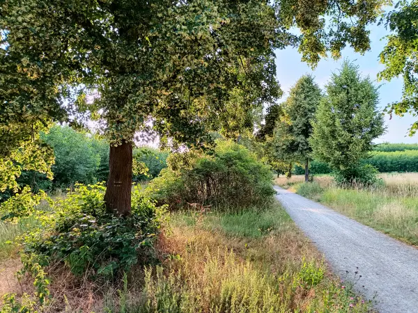 202506250-22 - Lindenallee in der Bornimer Feldflur, Potsdam, Brandenburg, Deutschland