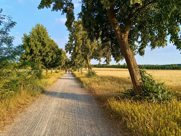 202506250-27 - Lindenallee in der Bornimer Feldflur, Potsdam, Brandenburg, Deutschland