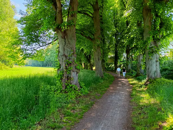202605230-25 - Lindenallee in Plau am See, Mecklenburgische Seenplatte, Mecklenburg-Vorpommern, Deutschland