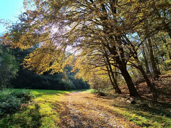 202510210-26 - Lindetal bei Burg Stargard, Mecklenburgische Seenplatte, Mecklenburg-Vorpommern, Deutschland