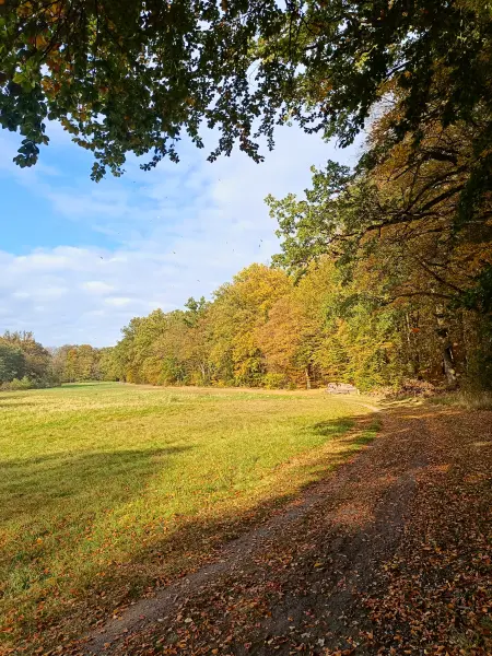 202510210-32 - Lindetal bei Burg Stargard, Mecklenburgische Seenplatte, Mecklenburg-Vorpommern, Deutschland