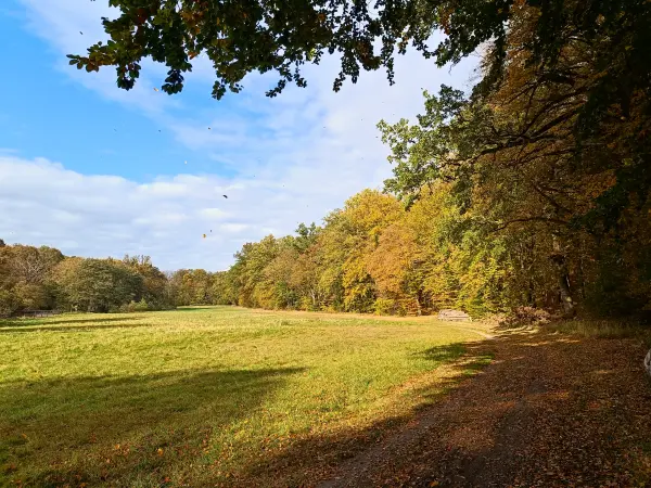202510210-33 - Lindetal bei Burg Stargard, Mecklenburgische Seenplatte, Mecklenburg-Vorpommern, Deutschland