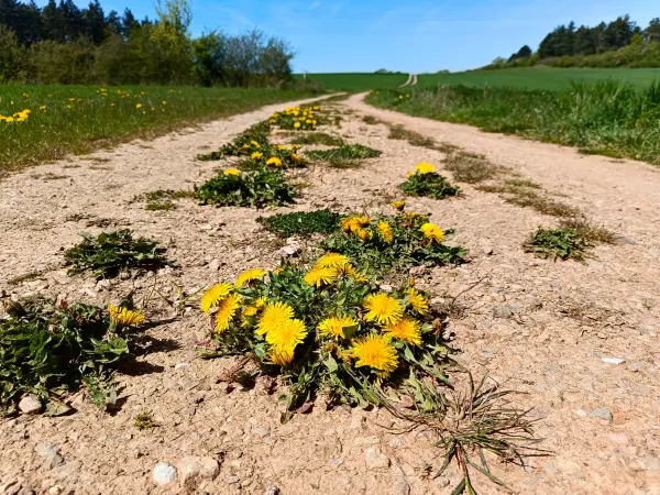202604240-08 - Löwenzahn auf einem Feldweg bei Iversheim, Eifel, Nordrhein-Westfalen, Deutschland