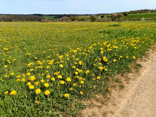 202604270-23 - Löwenzahnwiese bei Nettersheim, Eifel, Nordrhein-Westfalen, Deutschland