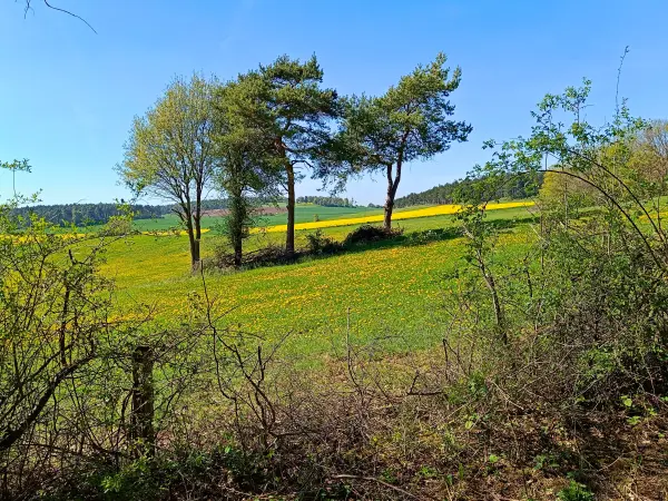 202604240-19 - Löwenzahnwiese und Rapsfelder bei Holzheim, Eifel, Nordrhein-Westfalen, Deutschland