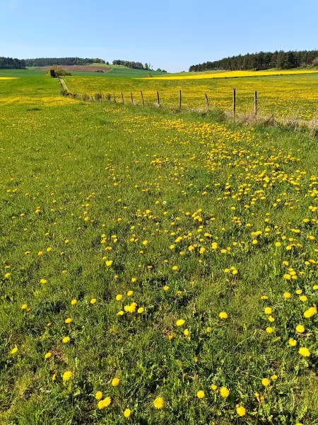 202604240-20 - Löwenzahnwiese und Rapsfelder bei Holzheim, Eifel, Nordrhein-Westfalen, Deutschland