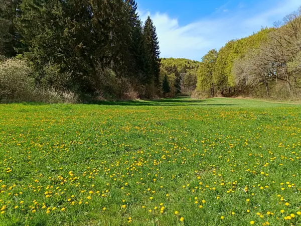 202604270-21 - Löwenzahnwiese und Waldrand bei Nettersheim, Eifel, Nordrhein-Westfalen, Deutschland