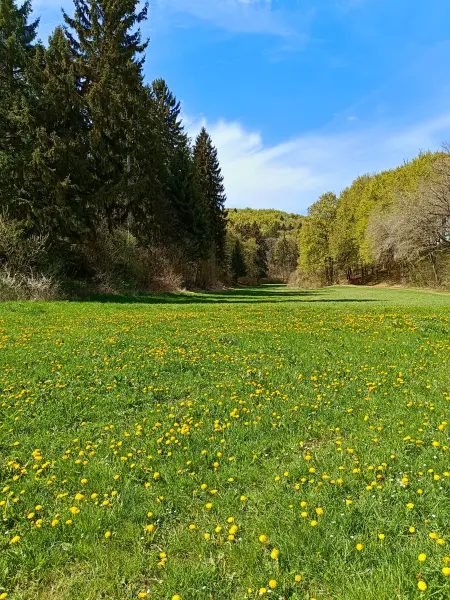 202604270-22 - Löwenzahnwiese und Waldrand bei Nettersheim, Eifel, Nordrhein-Westfalen, Deutschland