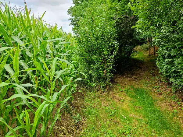 202308050-26 - Maisfeld bei Borne, Fläming, Brandenburg, Deutschland