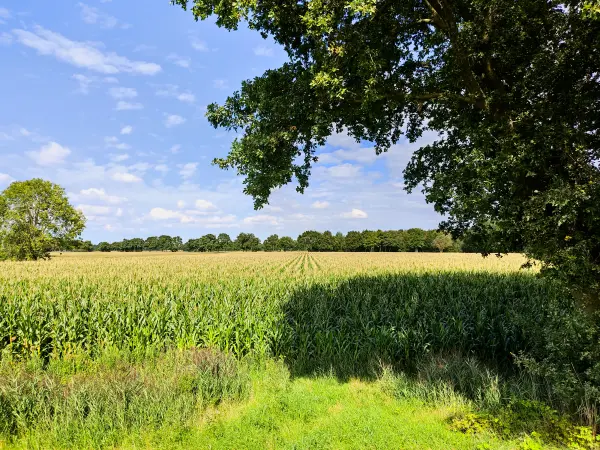 202308160-19 - Maisfeld bei Tungeln, Oldenburger Land, Niedersachsen, Deutschland